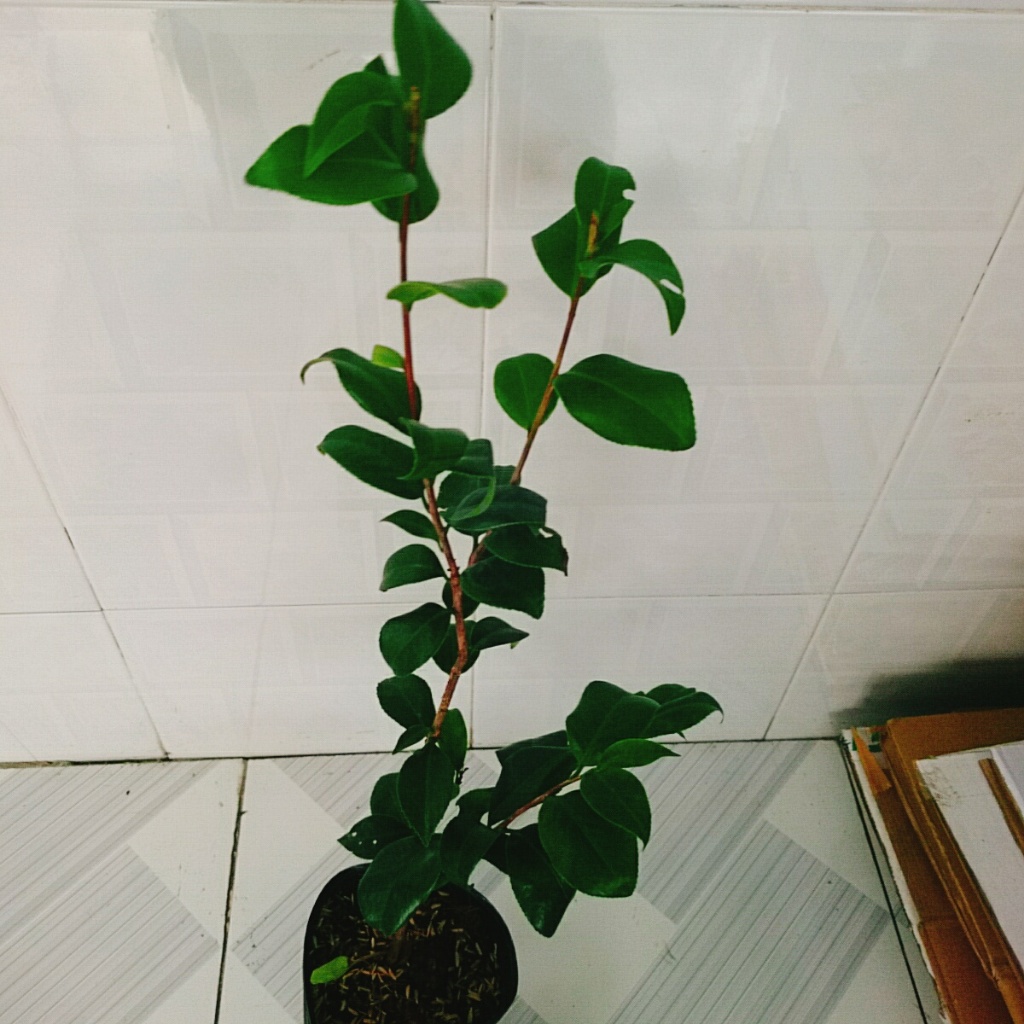 Cây Trà My Tứ Quý (Size Trung cao 40-60cm) cây cảnh biểu tượng cho tài lộc và phú quý