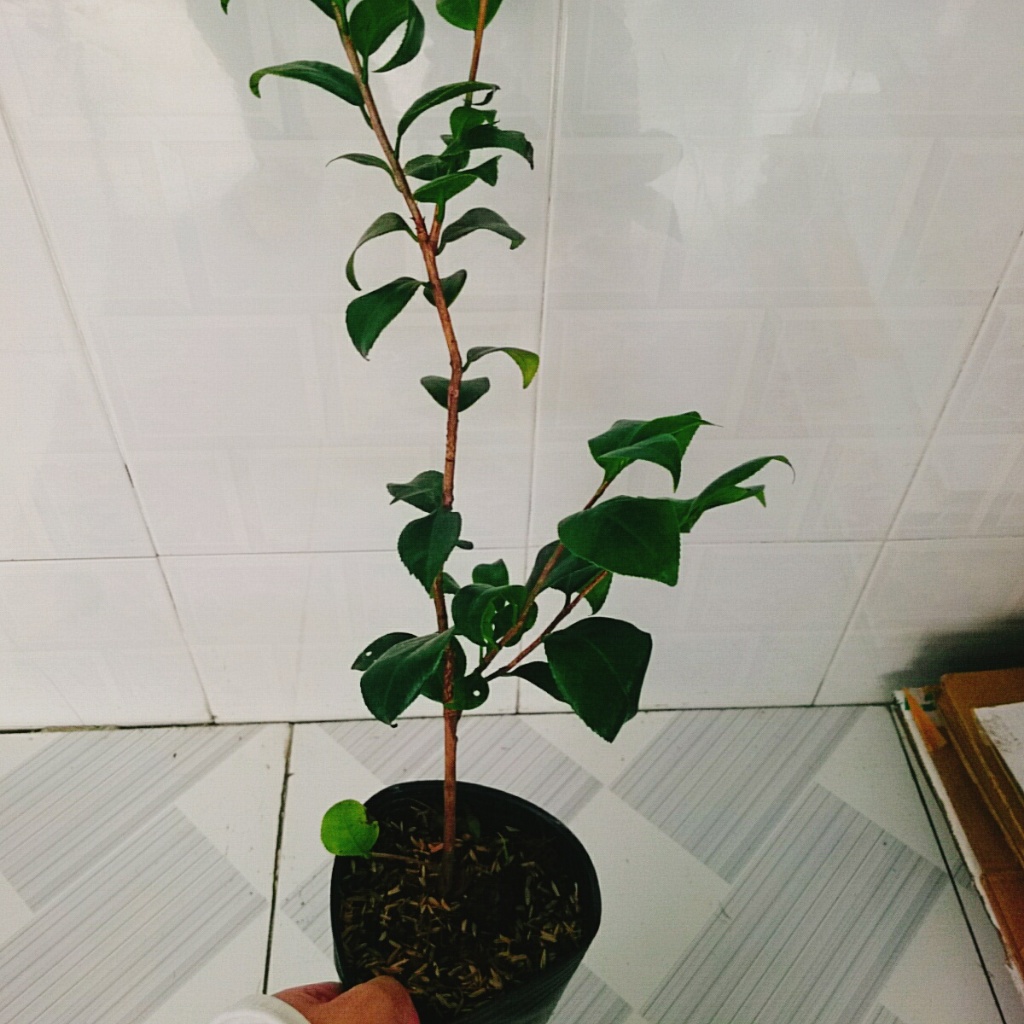 Cây Trà My Tứ Quý (Size Trung cao 40-60cm) cây cảnh biểu tượng cho tài lộc và phú quý
