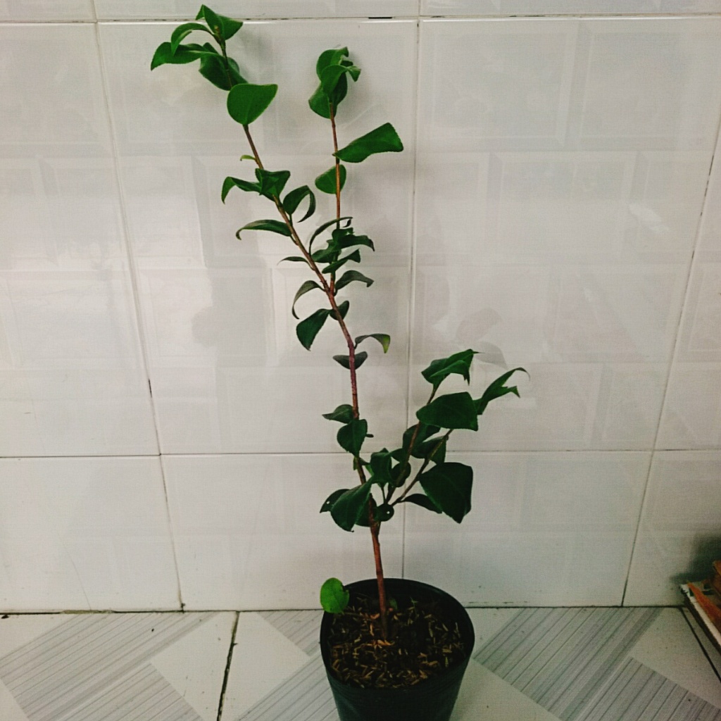 Cây Trà My Tứ Quý (Size Trung cao 40-60cm) cây cảnh biểu tượng cho tài lộc và phú quý