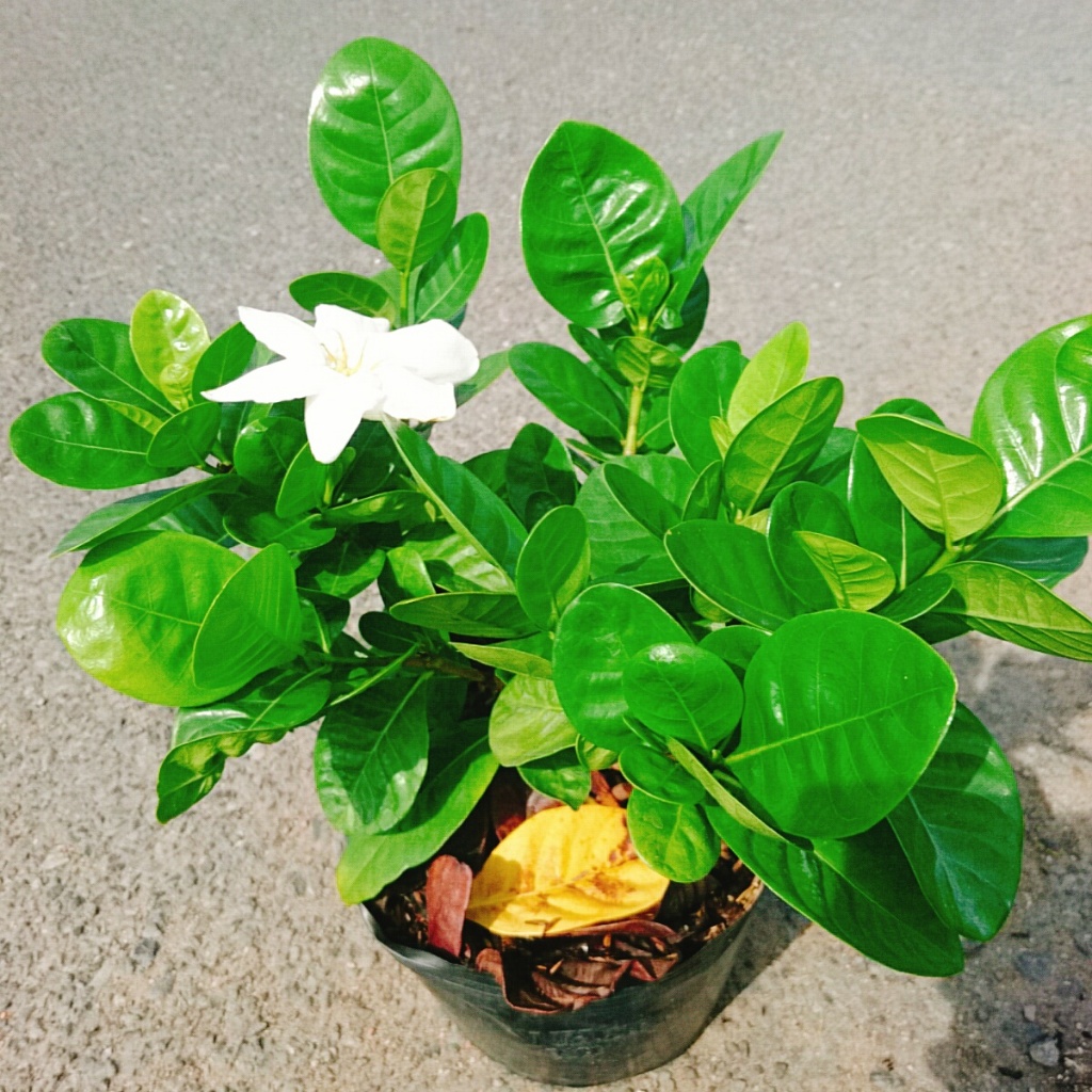 Bạch thiên hương Thái lá lớn hoa to rất thơm và lâu tàn