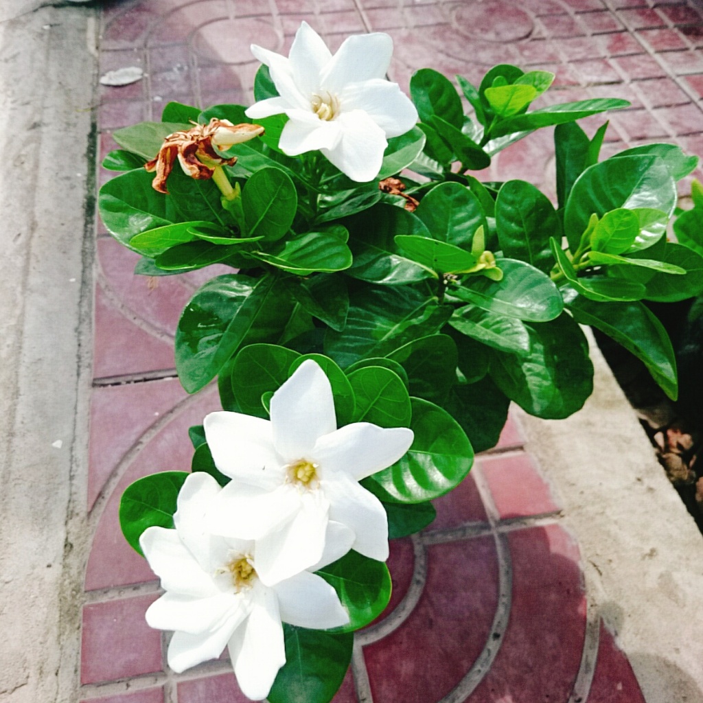 Bạch thiên hương Thái lá lớn hoa to rất thơm và lâu tàn