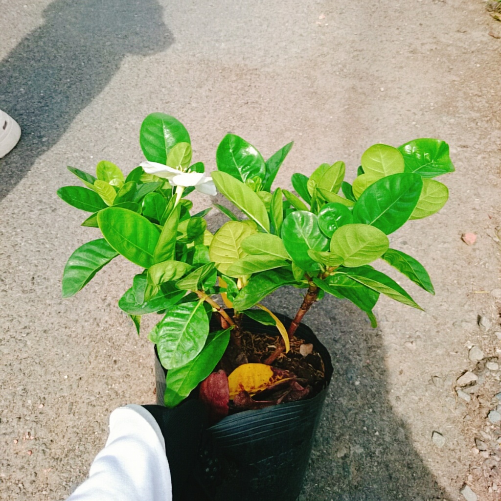 Bạch thiên hương Thái lá lớn hoa to rất thơm và lâu tàn
