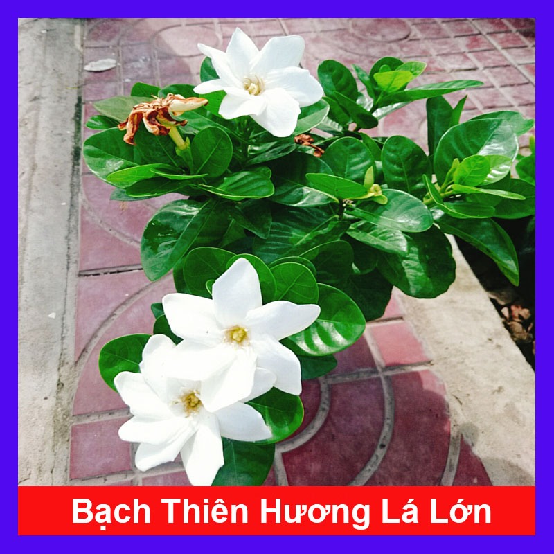 Bạch thiên hương Thái lá lớn hoa to rất thơm và lâu tàn