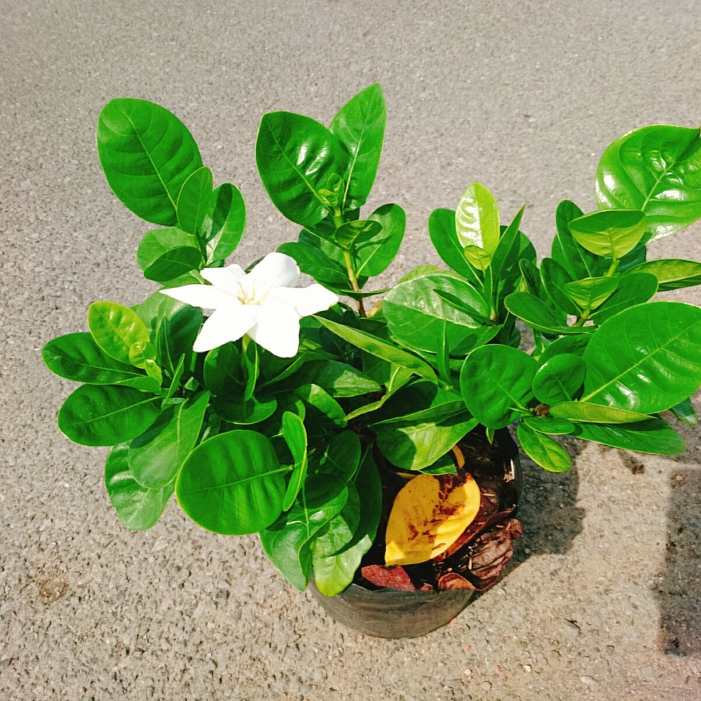 Bạch thiên hương Thái lá lớn hoa to rất thơm và lâu tàn