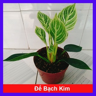 Cây Trầu Bà Đế Vương Bạch Kim (Đế Kim Cương Giống Mới) cây cảnh để bàn mang phong thủy hút tài lộc