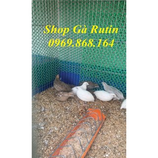 Trấu khô sạch để lót chuồng gà Rutin