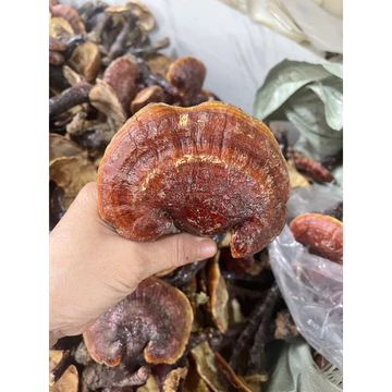 nấm lim xanh 500g -1kg