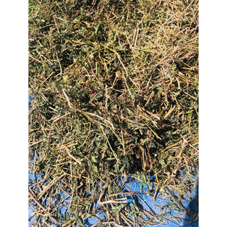 1kg xấu hổ, cây mắc cỡ [ phơi khô sạch, mới ] LOẠI 1