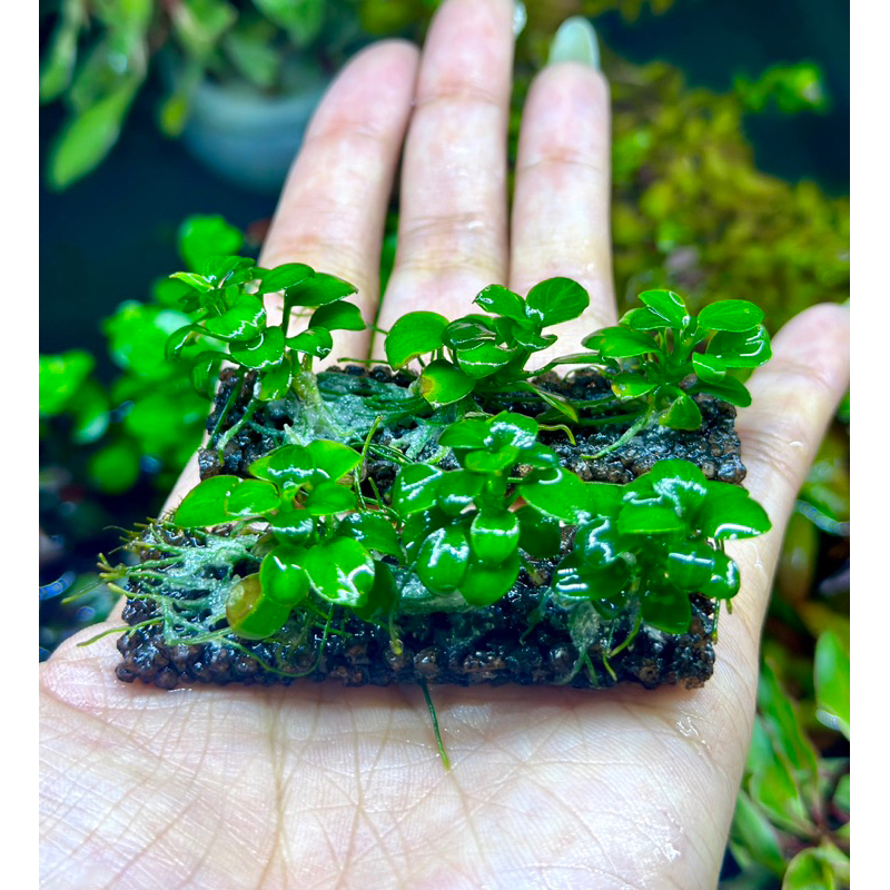 ngọn ráy nana gắn giá thể napad - trang trí bể cá thuỷ sinh | Shopee ...