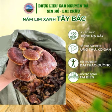 Nấm lim xanh Tây Bắc nấm lim hỗ trợ bệnh ung thư, bệnh gout (gút), bệnh gan (250g-1kg)
