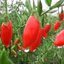 Kỳ tử đỏ hữu cơ không chất bảo quản hàng loại 1 dùng hãm nước làm trà chế biến thực phẩm thơm ngon tốt cho sức khoẻ