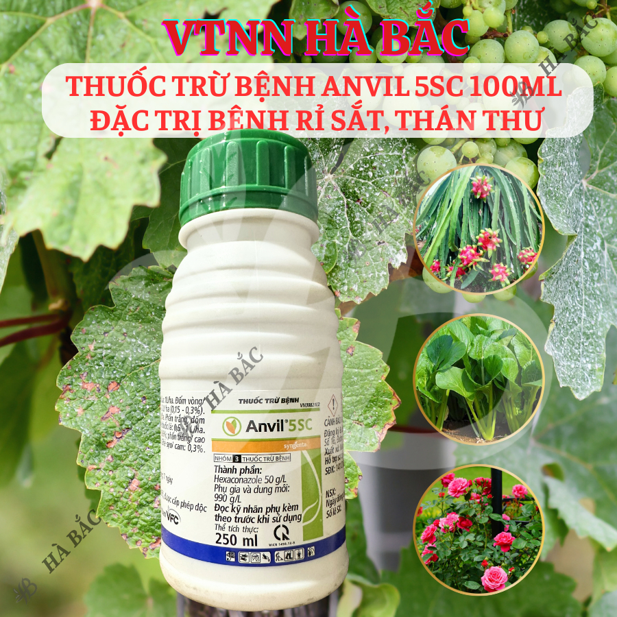 Chế Phẩm Xử Lí Nam Benhh Anvil 5SC 100ml, 250ml, 1 Lít  - Xử Lí Rỉ Sắt, Thán Thư