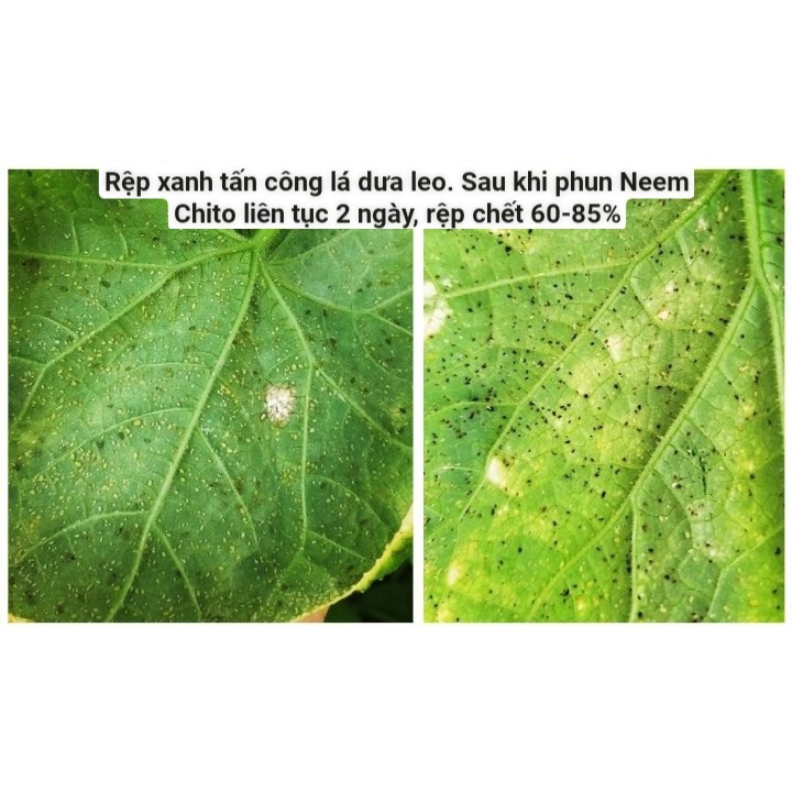 [Điền Trang] dầu neem chitosan 150ml