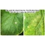 dầu neem chitosan 150ml