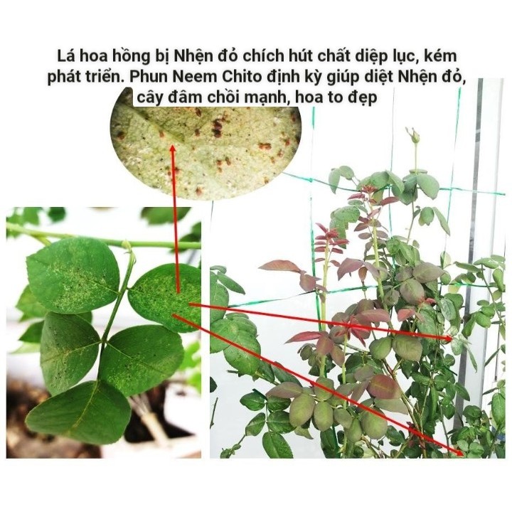 [Điền Trang] dầu neem chitosan 150ml