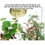 dầu neem chitosan 150ml