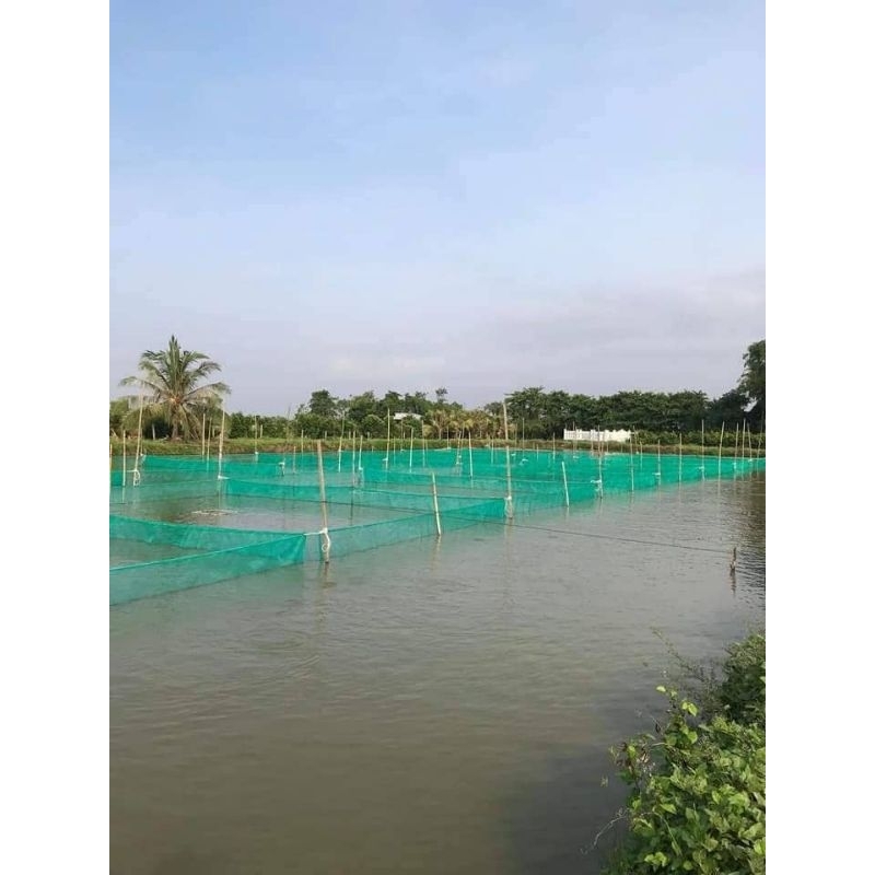 Tráng, lồng, vèo nuôi ươm ốc, cá, trạch lấu (bền đẹp chắn chắn , máy 2 đường chỉ )