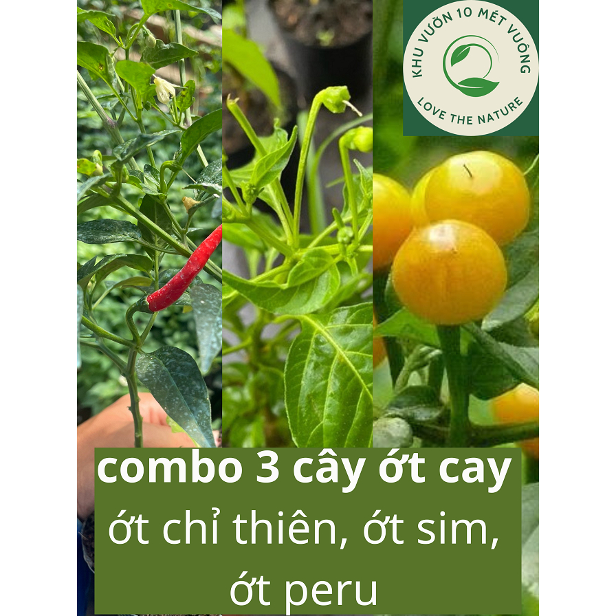 Combo 3 cây giống Ớt; Ớt Peru vàng, Ớt Xiêm Xanh ( ớt hiểm, ớt chim ăn ...