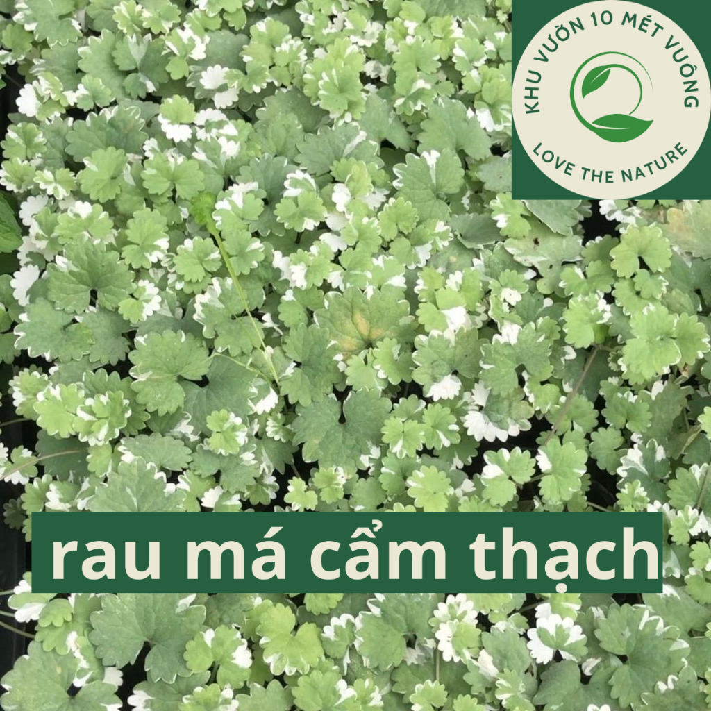cây rau má cẩm thạch - bầu giống mini ổn định - bán cạn, terranium ...
