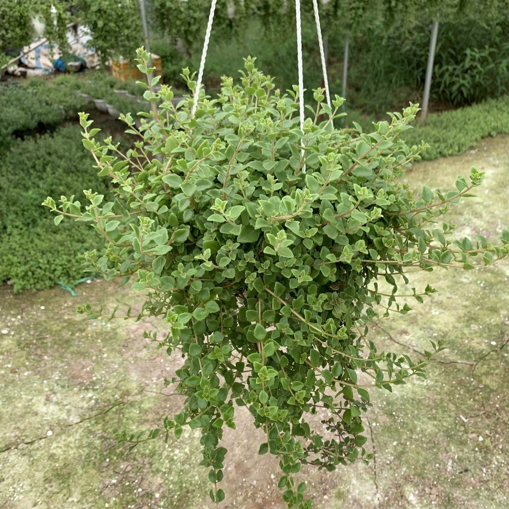 Cây treo ban công - cây vảy rồng rủ Ngọn dài 20cm trang trí sân vườn ...