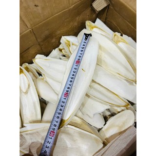Nang Mực Mai Mực Size 10-35cm - Bổ Sung Canxi Cho Vẹt Lovebird/Yến Phụng/Chim Cảnh