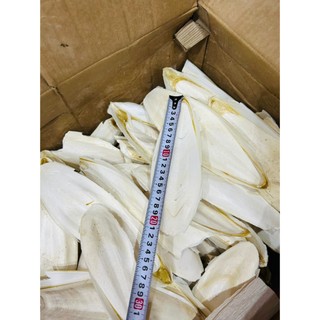 Nang Mực Mai Mực Size 10-35cm - Bổ Sung Canxi Cho Vẹt Lovebird/Yến Phụng/Chim Cảnh