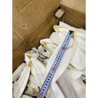 Nang Mực Mai Mực Size 10-35cm - Bổ Sung Canxi Cho Vẹt Lovebird/Yến Phụng/Chim Cảnh