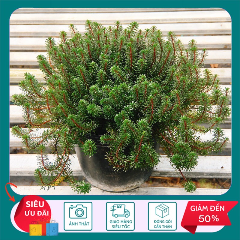 Cây Rêu Khổng Tước - Cây cảnh trang trí - STCX86 | Shopee Việt Nam