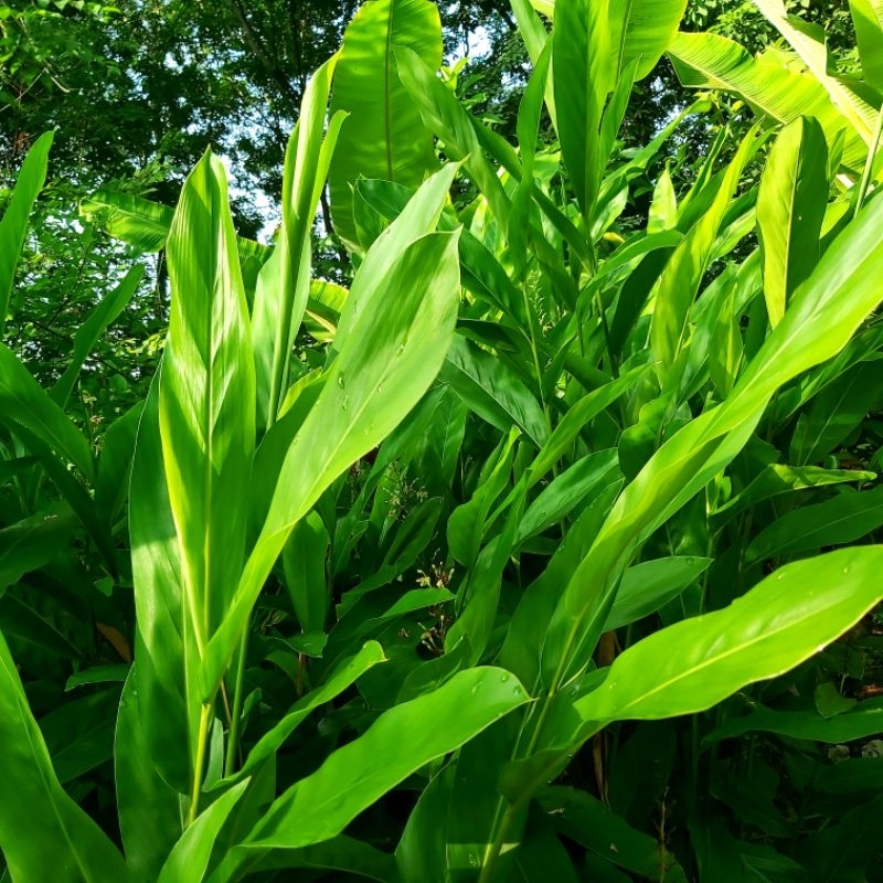 lá riềng tươi