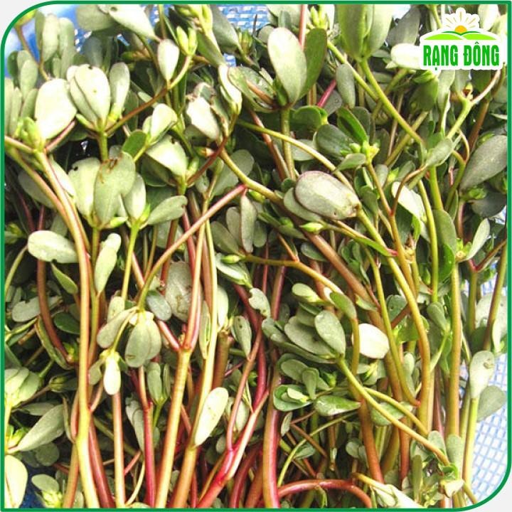 Hạt giống Rau Sam Rado 683 (1g~1200 hạt) nảy mầm tốt, trồng quanh năm ...