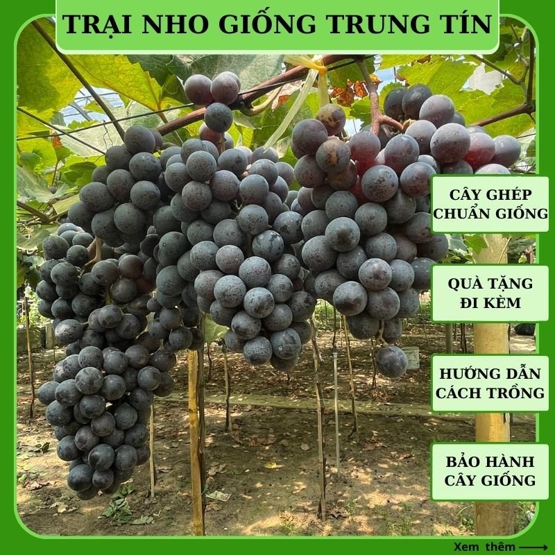 Cây giống nho Bailey Ninh Thuận thân dây leo giàn trồng chậu sân thượng ...