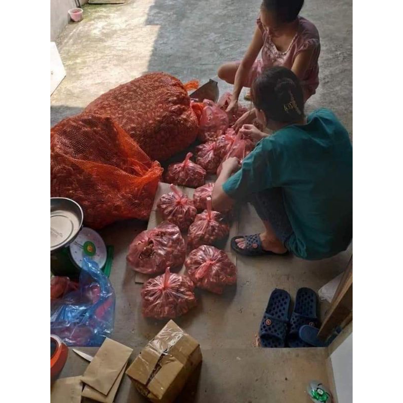 Củ Hành Ba Chài Ăn Lá trồng bằng củ💯 Chuẩn Xịn💥 Đẻ Nhánh Mạnh, Thu Cực Bền