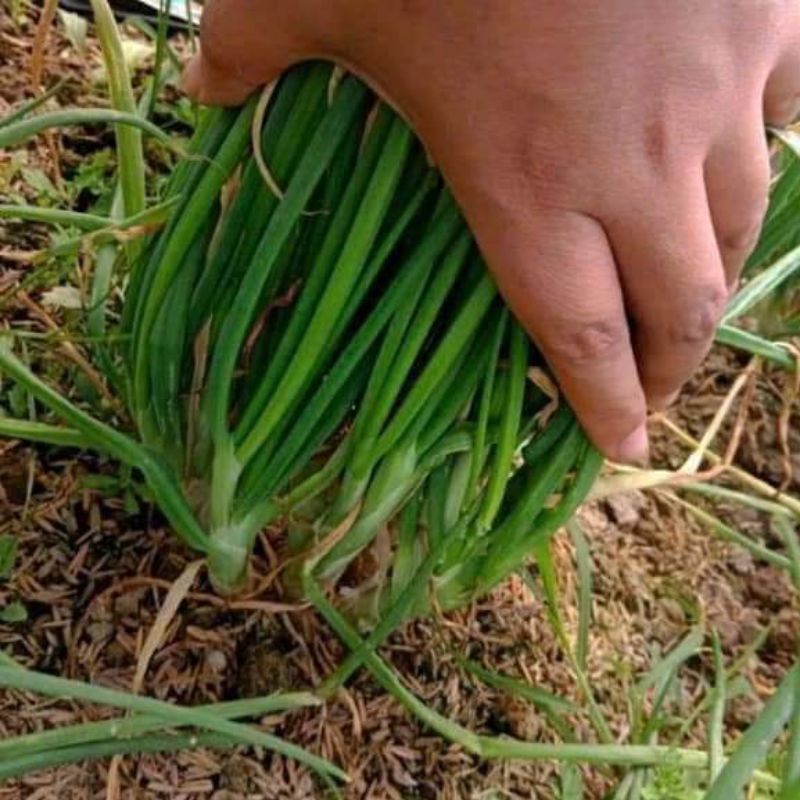 Củ Hành Ba Chài Ăn Lá trồng bằng củ💯 Chuẩn Xịn💥 Đẻ Nhánh Mạnh, Thu Cực Bền