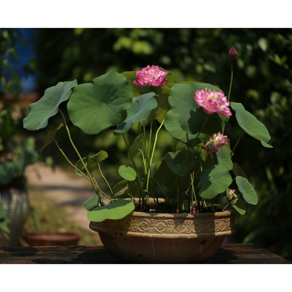 SEN Nhật Mini Sẵn Hoa Trong Chậu, Sen Thái Mini, Có Hoa Sẵn - CANH NÔNG - Chỉ Ship Sẵn Chậu Nhựa