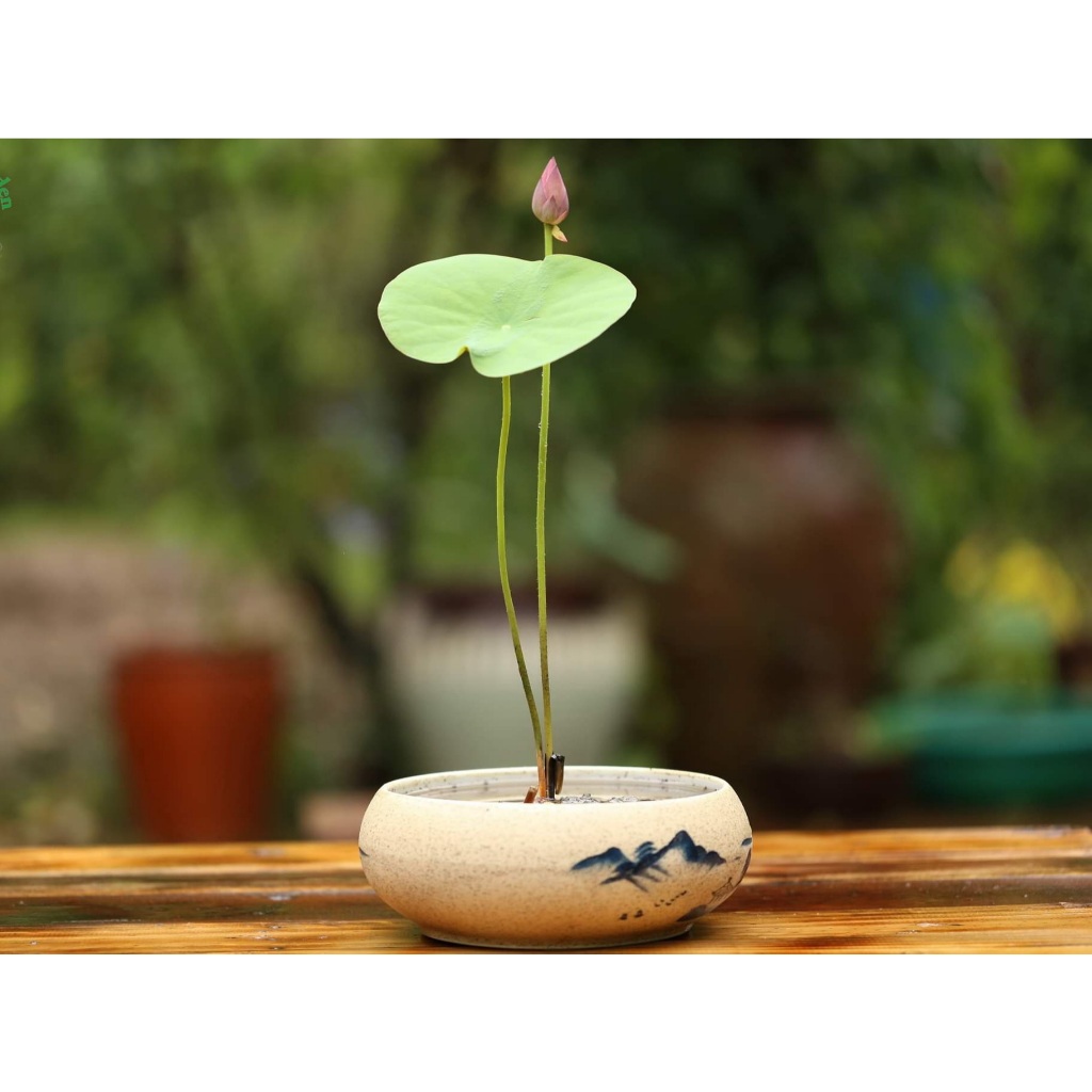 SEN Nhật Mini Sẵn Hoa Trong Chậu, Sen Thái Mini, Có Hoa Sẵn - CANH NÔNG - Chỉ Ship Sẵn Chậu Nhựa