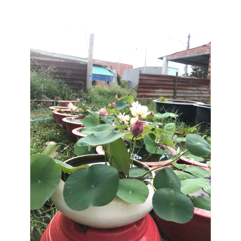 SEN Nhật Mini Sẵn Hoa Trong Chậu, Sen Thái Mini, Có Hoa Sẵn - CANH NÔNG - Chỉ Ship Sẵn Chậu Nhựa