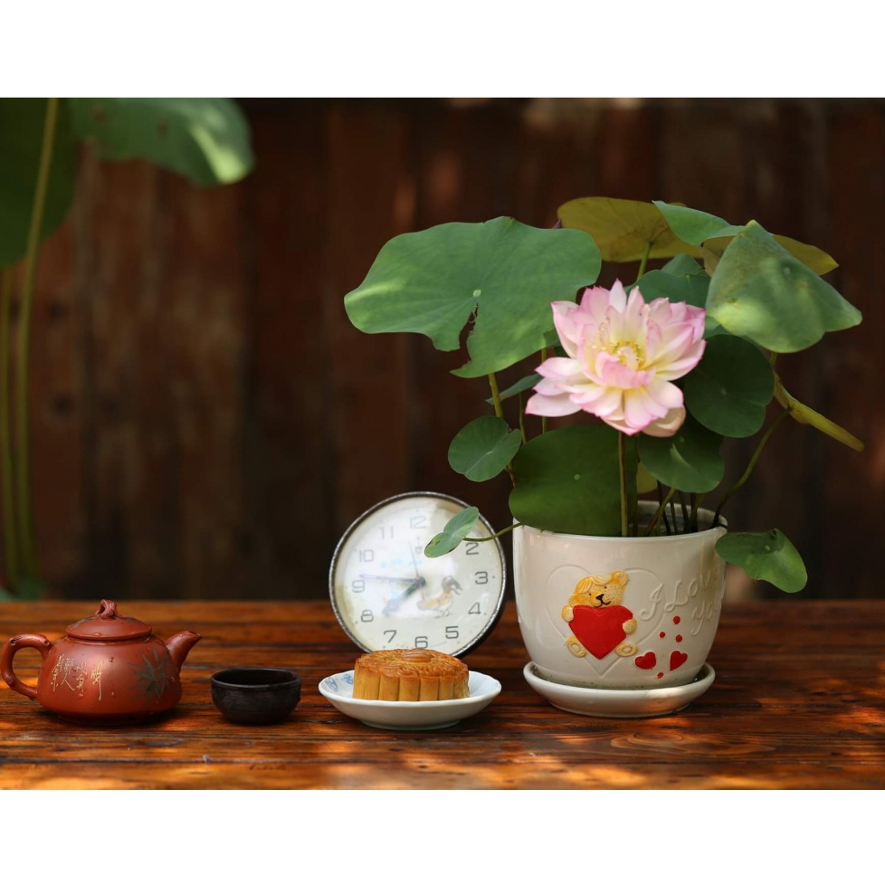 SEN Nhật Mini Sẵn Hoa Trong Chậu, Sen Thái Mini, Có Hoa Sẵn - CANH NÔNG - Chỉ Ship Sẵn Chậu Nhựa