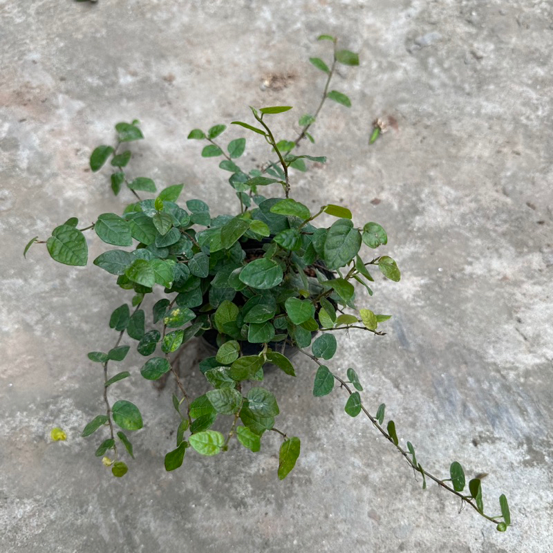 Cây vảy ốc - Cây thằn lằn ngọn dài 15cm bụi to khỏe sức leo bám tường cực tốt KVT