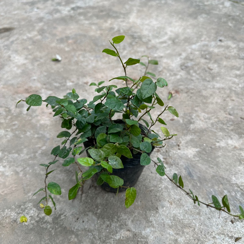 Cây vảy ốc - Cây thằn lằn ngọn dài 15cm bụi to khỏe sức leo bám tường cực tốt KVT