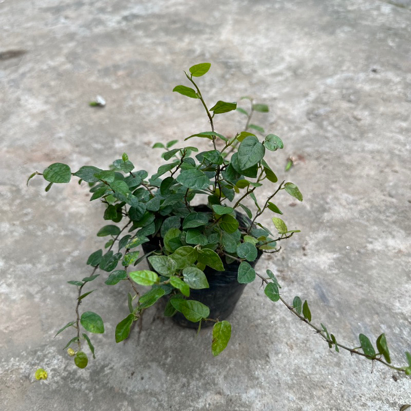 Cây vảy ốc - Cây thằn lằn ngọn dài 15cm bụi to khỏe sức leo bám tường cực tốt KVT