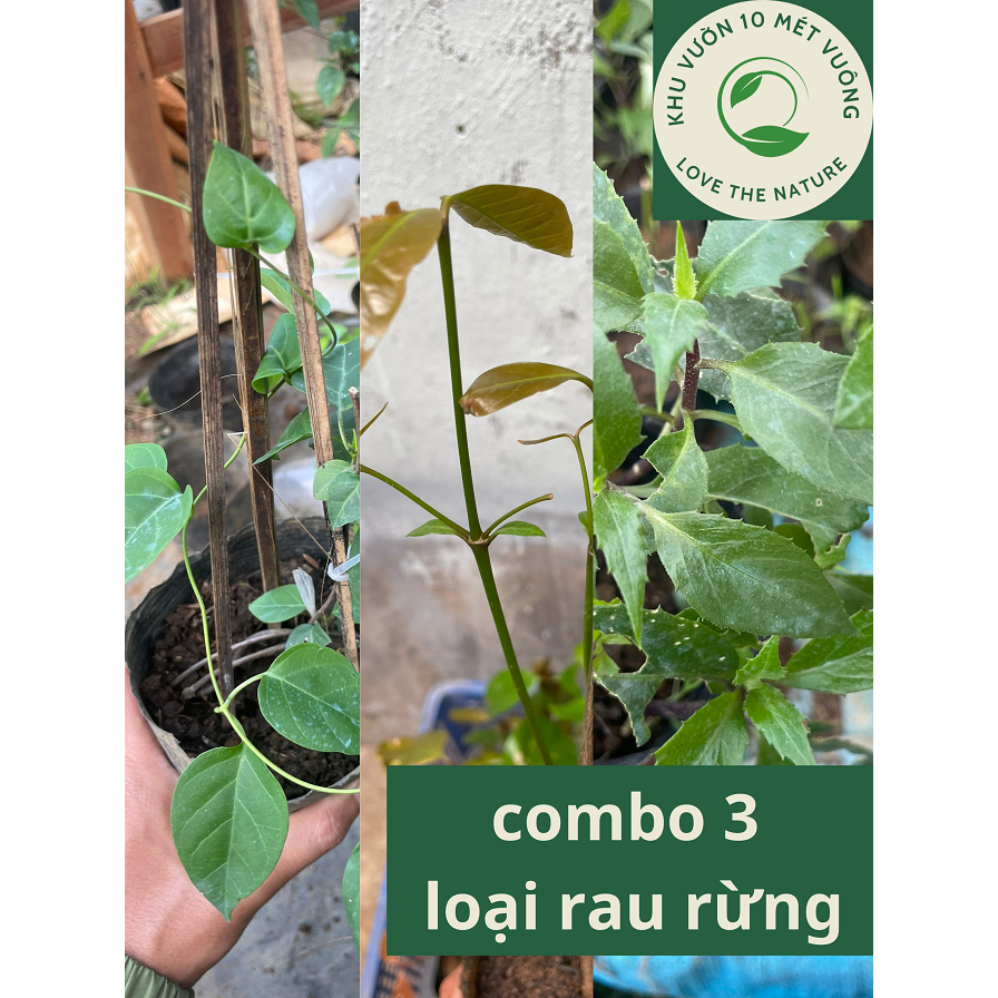 Combo 3 loại rau rừng : rau bép ( rau nhíp), cây lá giang, rau lủi rừng ...