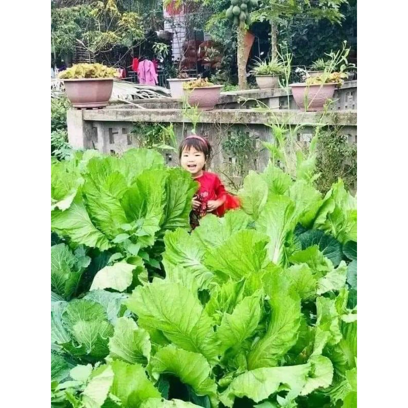 Hạt Giống Cải Thái Khổng Lồ💯 Ăn Ngọt, Cực Kỳ Năng Suất