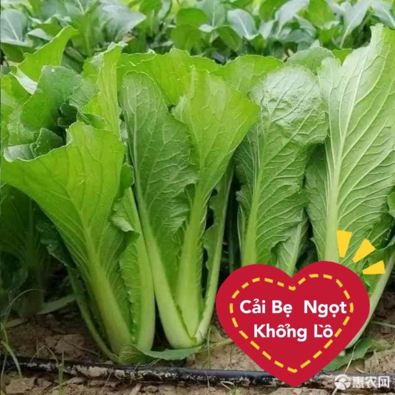 Hạt Giống Cải Thái Khổng Lồ💯 Ăn Ngọt, Cực Kỳ Năng Suất