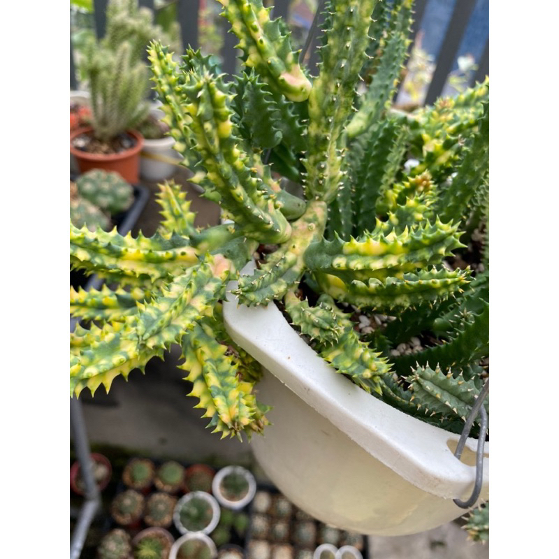 Xương rồng sao biển var | Shopee Việt Nam