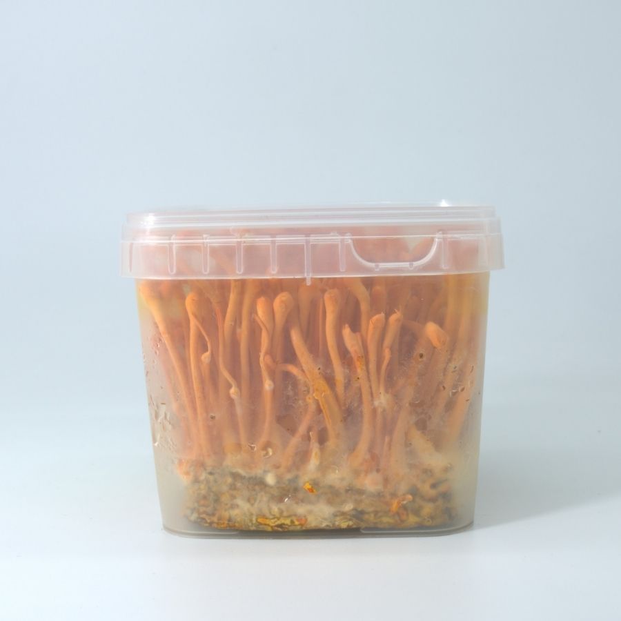 Đông trùng hạ thảo KOVI Tươi | 700ml | 150g | Hàm lượng dược chất cao 4 sao OCOP