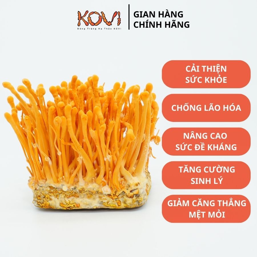 Đông trùng hạ thảo KOVI Tươi | 700ml | 150g | Hàm lượng dược chất cao 4 sao OCOP