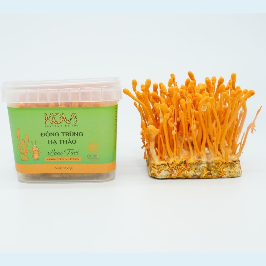 Đông trùng hạ thảo KOVI Tươi | 700ml | 150g | Hàm lượng dược chất cao 4 sao OCOP