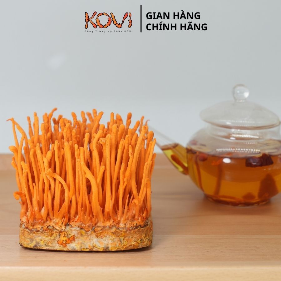 Đông trùng hạ thảo KOVI Tươi | 700ml | 150g | Hàm lượng dược chất cao 4 sao OCOP