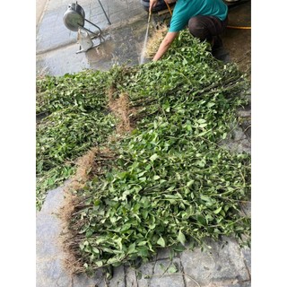 Nhân Trần Phơi Khô Giá Tại Vườn [ PHƠI KHÔ TỰ NHIÊN KHÔNG CHẤT BẢO QUẢN ]Thanh Lọc Cơ Thế Cho Mùa Hè Này