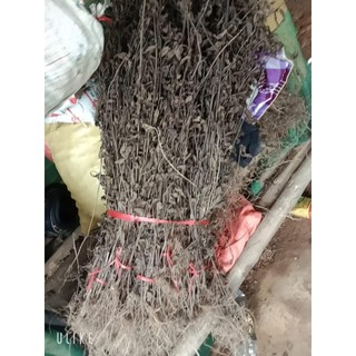 Nhân Trần Phơi Khô Giá Tại Vườn [ PHƠI KHÔ TỰ NHIÊN KHÔNG CHẤT BẢO QUẢN ]Thanh Lọc Cơ Thế Cho Mùa Hè Này